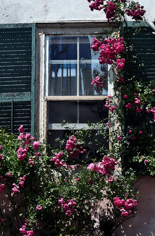 Sheilas Roses